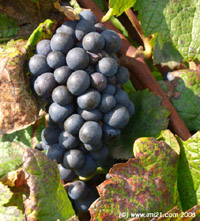 Pinot Noir grapes