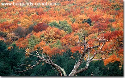Autumn in Burgundy