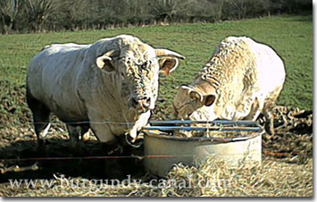 Charolais bulls feeding on hay