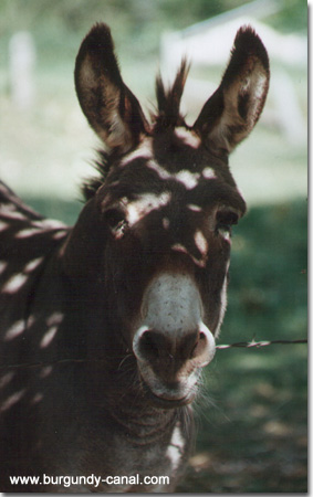 Donkey