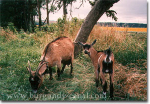 Goats near a lock house