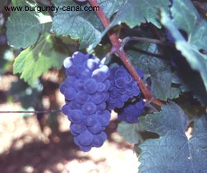 Discover the Vine yards
