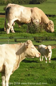 Charolais cattle