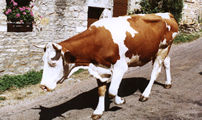 Dairy cattle
