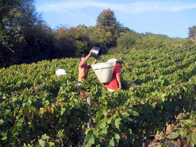 Les Vendanges