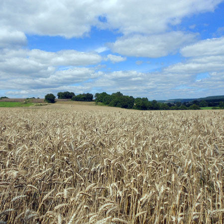 Summer wheat