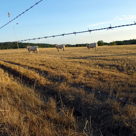 Charolais cattle in the summer