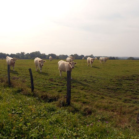 White Charolais