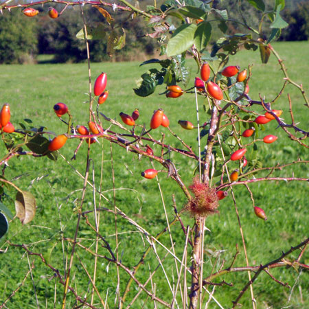 Rosehips