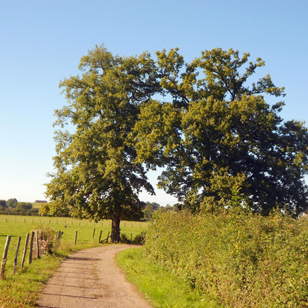 Old oak trees