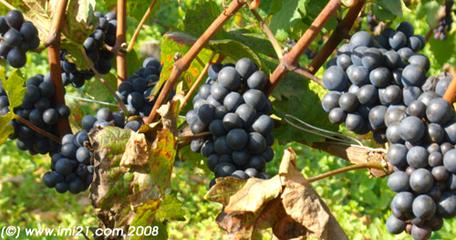 Burgundy pinot noire grapes